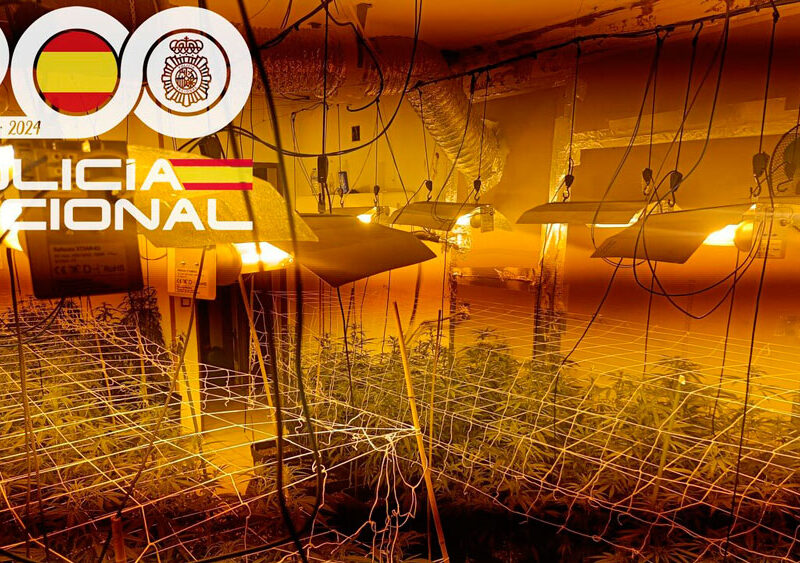 Plantación de marihuana. - Policía Nacional