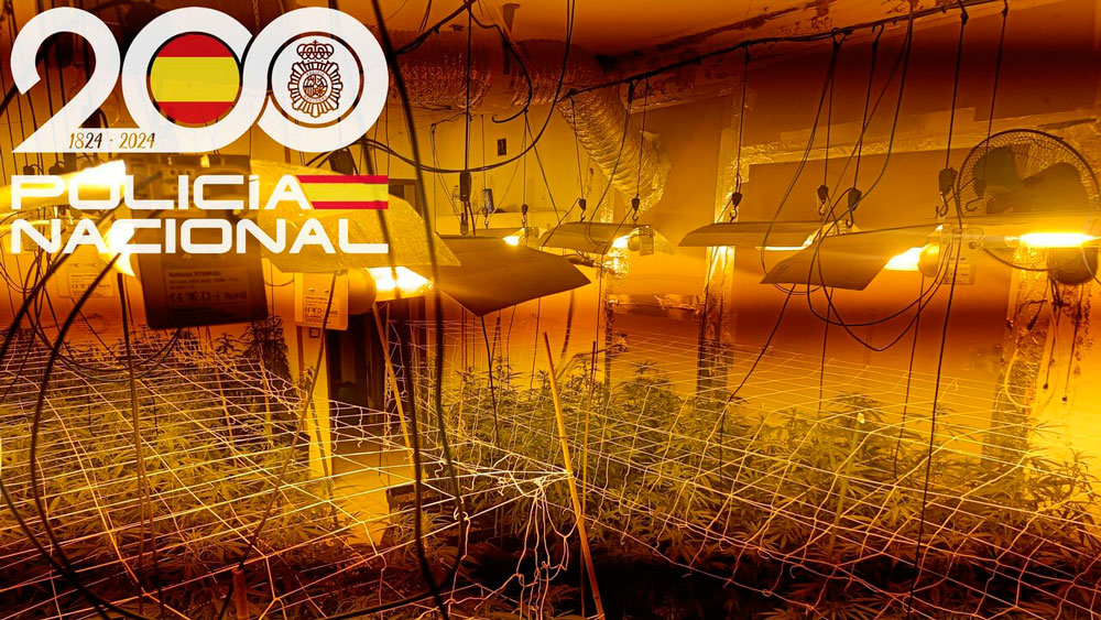 Plantación de marihuana. - Policía Nacional