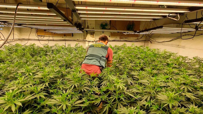 Una de las plantas intervenidas, - Guardia Civil