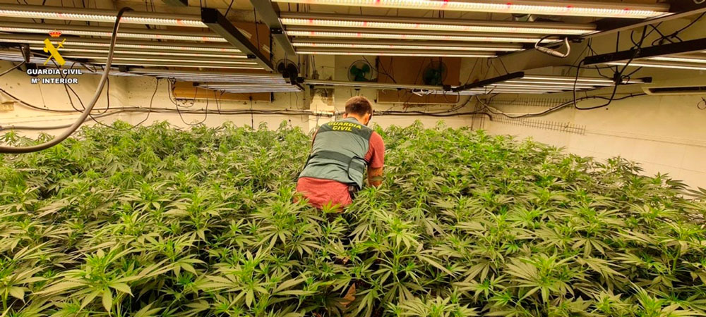 Una de las plantas intervenidas, - Guardia Civil