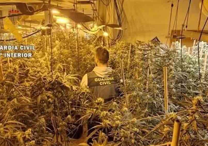 Imagen de la plantación intervenida en Gilena. - Guardia Civil