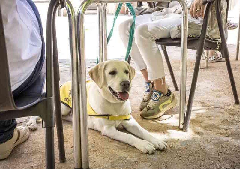 Un perro en una terraza. - ONCE
