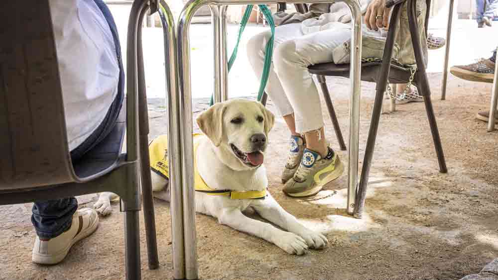 Un perro en una terraza. - ONCE
