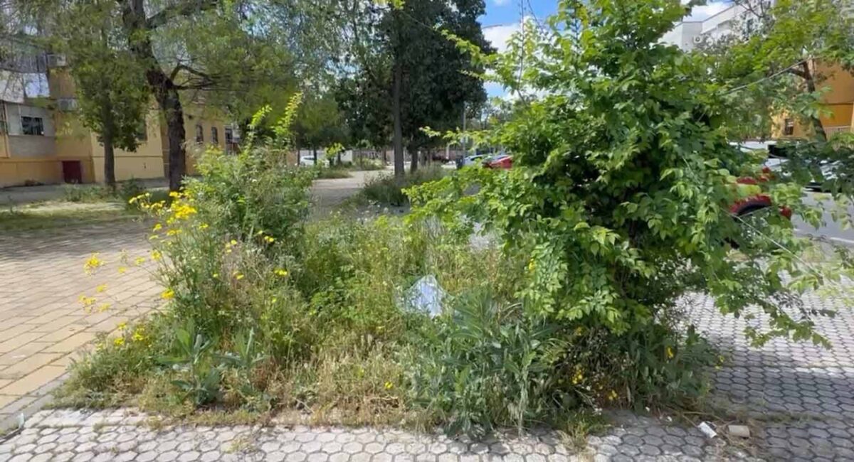 Ramas Crecidas En Sevilla. - PSOE DE SEVILLA