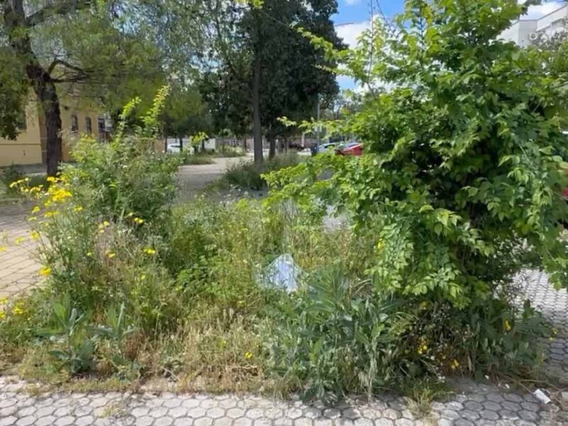 Ramas Crecidas En Sevilla. - PSOE DE SEVILLA