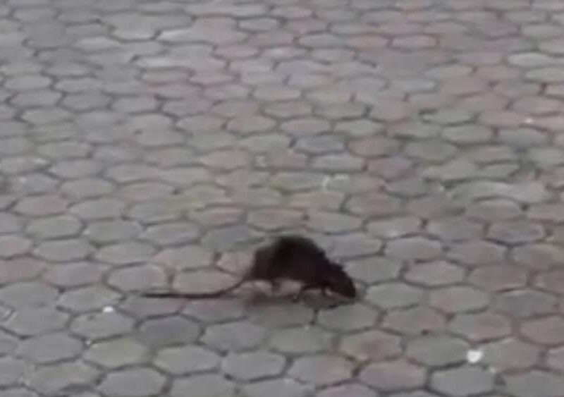 Imagen de una rata en el acerado de una calle de las que está recibiendo estos días la asociación. - Facua Sevilla