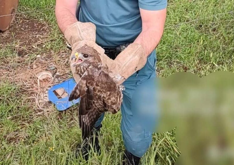 Imagen del rescate del águila perdicera liberada en El Pedroso - Guardia Civil