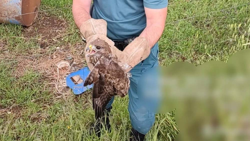 Imagen del rescate del águila perdicera liberada en El Pedroso - Guardia Civil