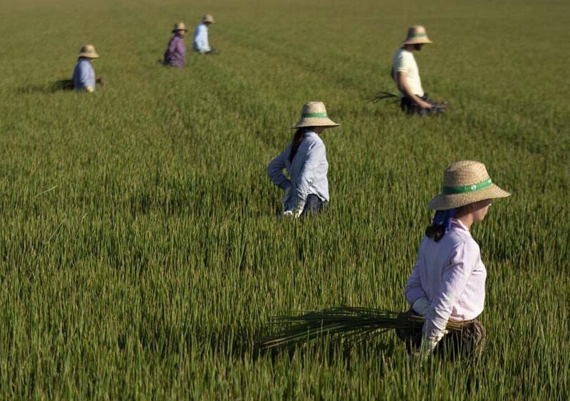 Un grupo de jornaleros durante su labor, escardar arroz, en un arrozal en Isla Mayor. - María José López / Europa Press