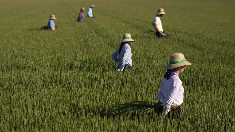 Un grupo de jornaleros durante su labor, escardar arroz, en un arrozal en Isla Mayor. - María José López / Europa Press