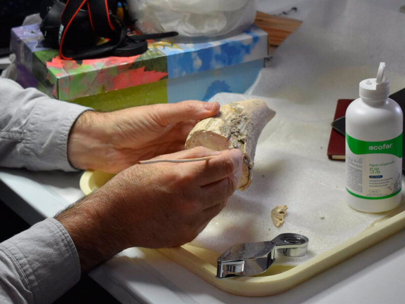 El diente de cachalote hallado en Valencina en manos del investigador Fernando Muñiz durante los trabajos de estudio -