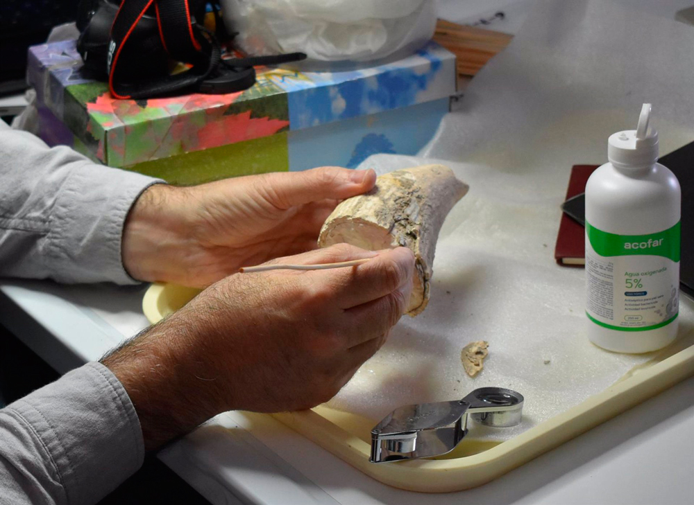 El diente de cachalote hallado en Valencina en manos del investigador Fernando Muñiz durante los trabajos de estudio -