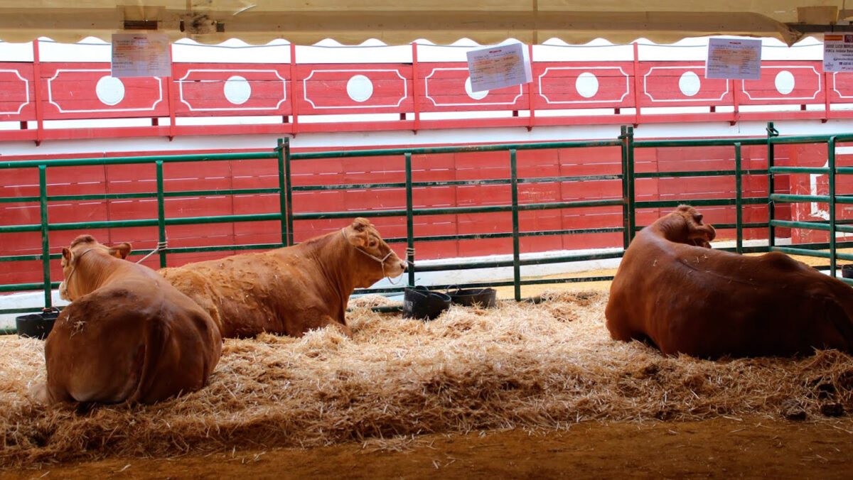 La muestra GANATUR en 2024.- Ayto. Constantina