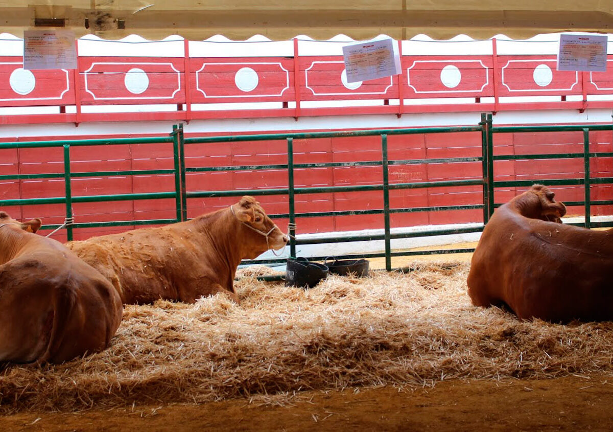 La muestra GANATUR en 2024.- Ayto. Constantina