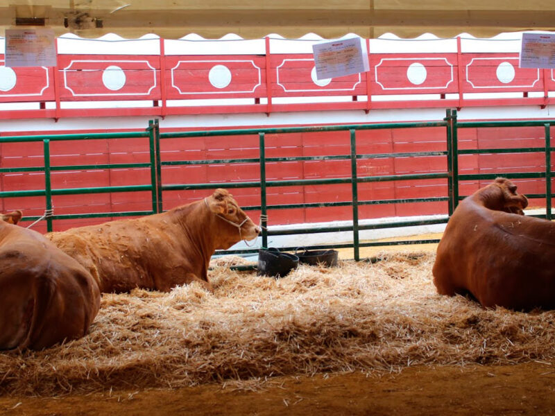 La muestra GANATUR en 2024.- Ayto. Constantina