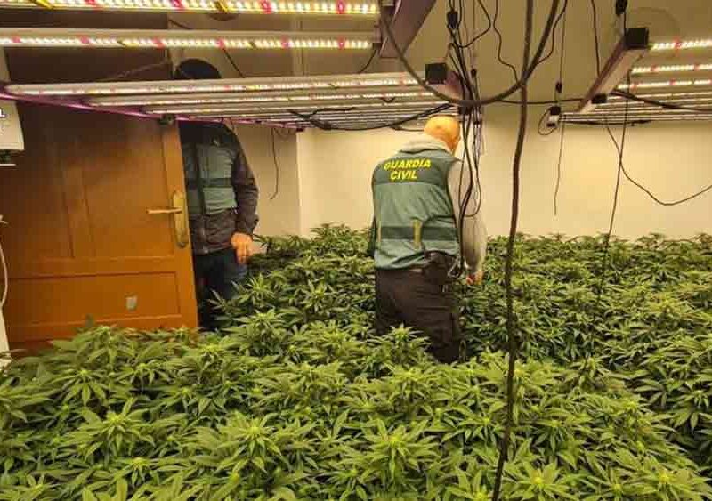 Un agente, en la plantación 'indoor' de marihuana localizada en una vivienda de Gilena. - Guardia Civil