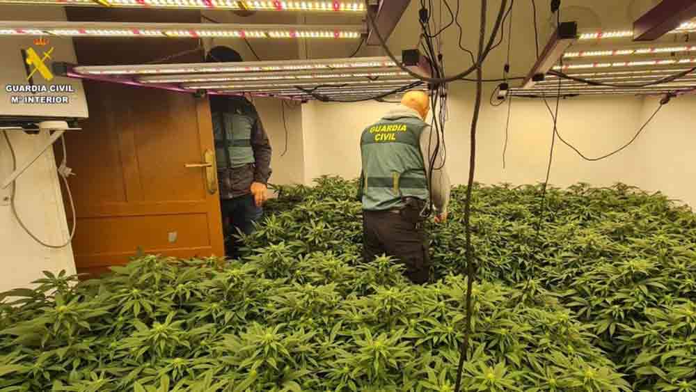 Un agente, en la plantación 'indoor' de marihuana localizada en una vivienda de Gilena. - Guardia Civil