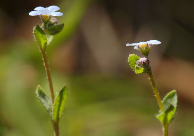Primer plano de la especie vegetal 'Nomevés', redescubierta en Sevilla tras 42 años dada por extinguida. - Junta de Andalucía