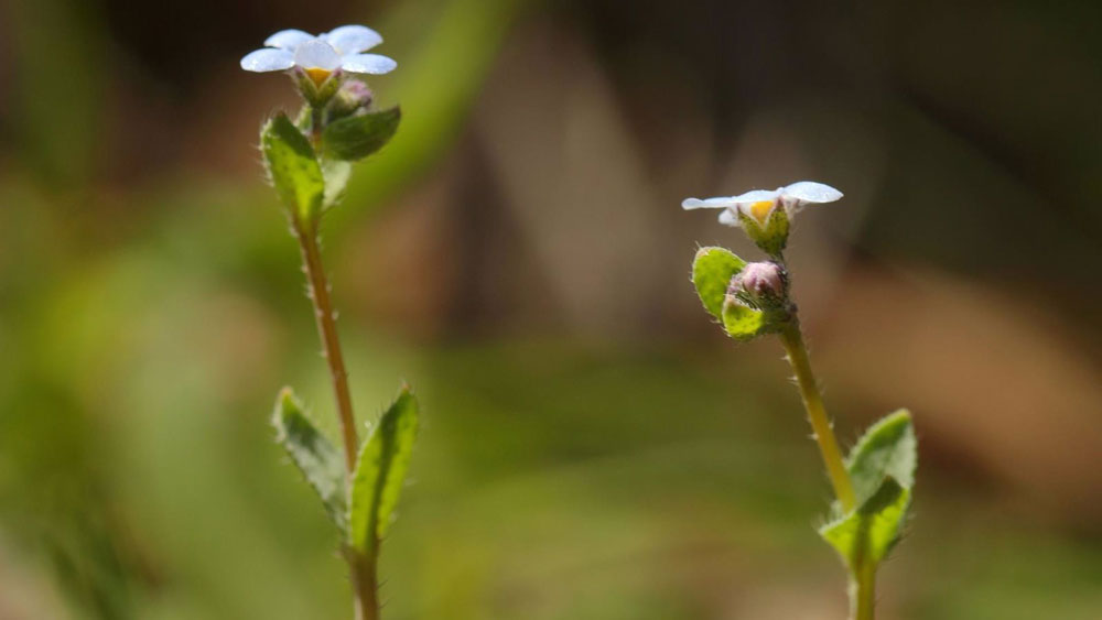 Primer plano de la especie vegetal 'Nomevés', redescubierta en Sevilla tras 42 años dada por extinguida. - Junta de Andalucía