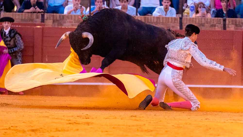 toros