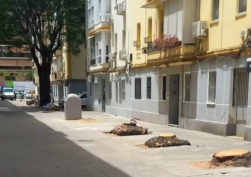 Los árboles talados de la calle Virgen de Todos los Santos. - Red Territorios Sostenibles
