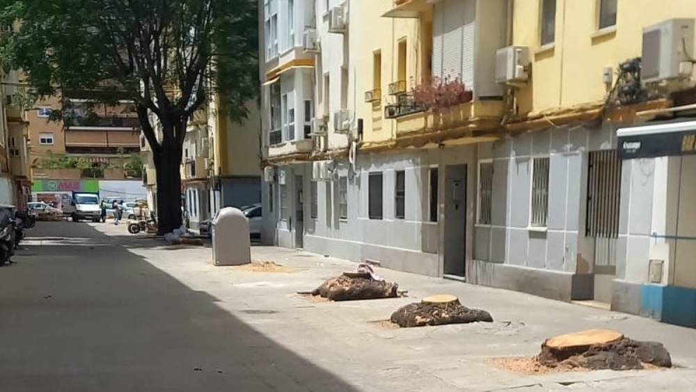 Los árboles talados de la calle Virgen de Todos los Santos. - Red Territorios Sostenibles