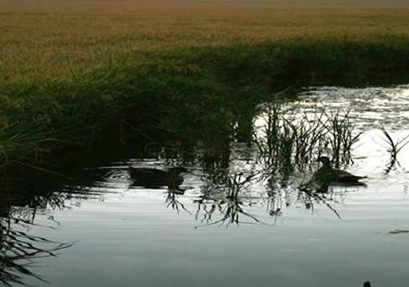 Río Guadalquivir, cerca de Isla Mayor. - Andalucía