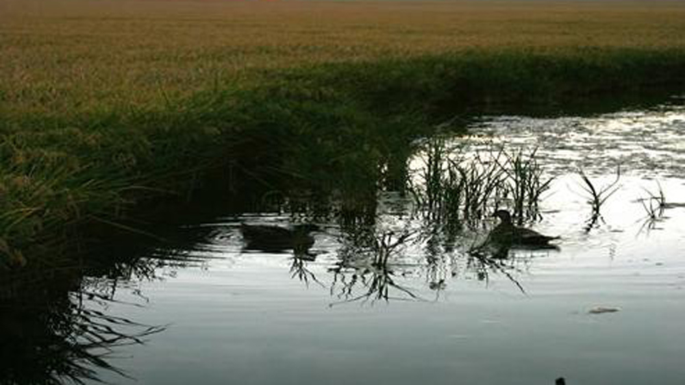 Río Guadalquivir, cerca de Isla Mayor. - Andalucía