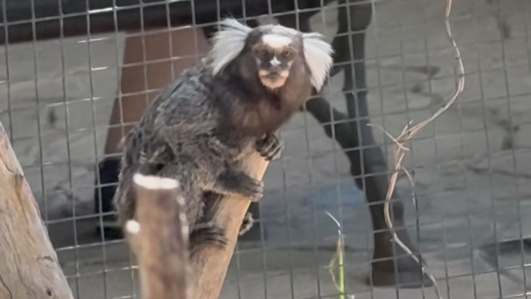 EL único ejemplar de mono Tití que han dejado en el Zoo