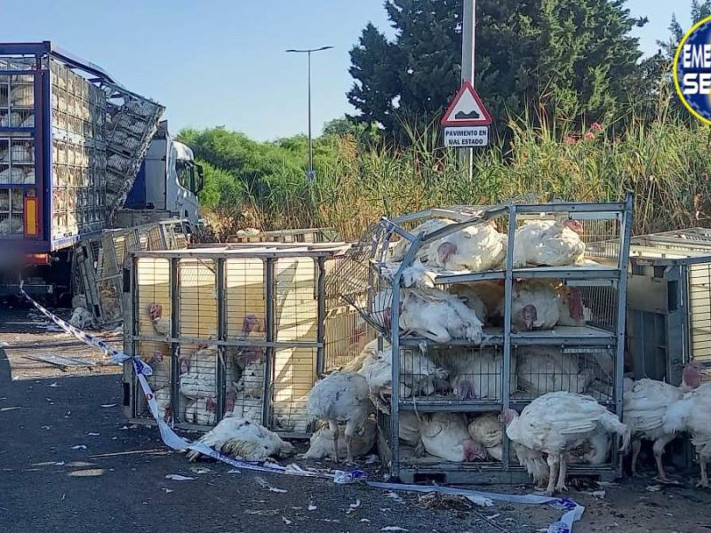 Desvíos en SE-20 sentido Aeropuerto por desplazamiento de jaulas de pavos vivos de un camión de mercancías