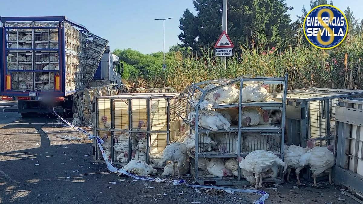 Desvíos en SE-20 sentido Aeropuerto por desplazamiento de jaulas de pavos vivos de un camión de mercancías
