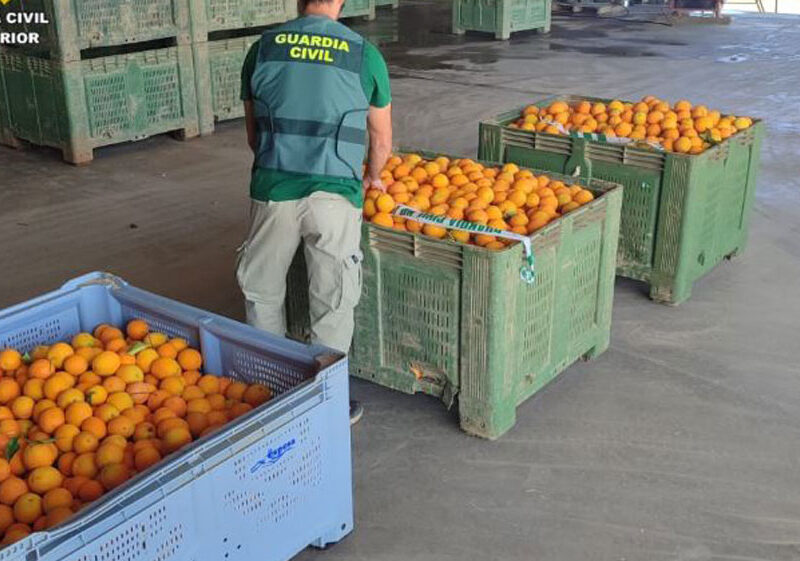 Naranjas incautadas. - Guardia Civil