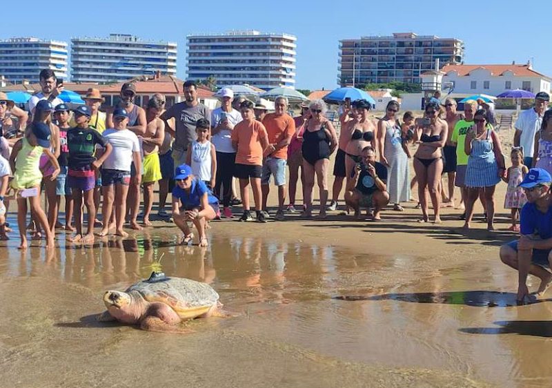 La tortuga Donatello en Punta Umbría.