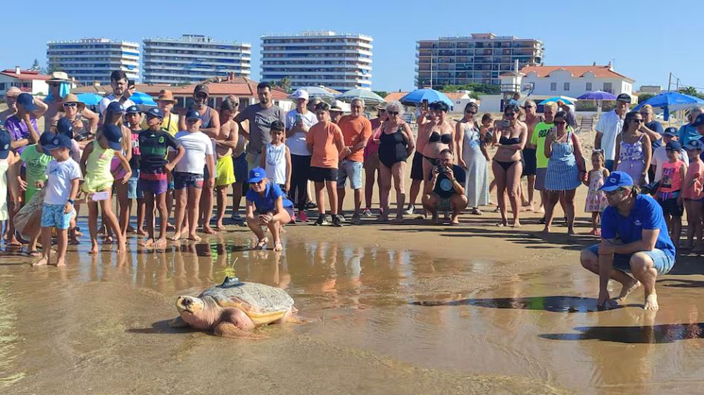 La tortuga Donatello en Punta Umbría.