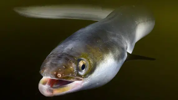 Anguila Europea - Javier Ferrer