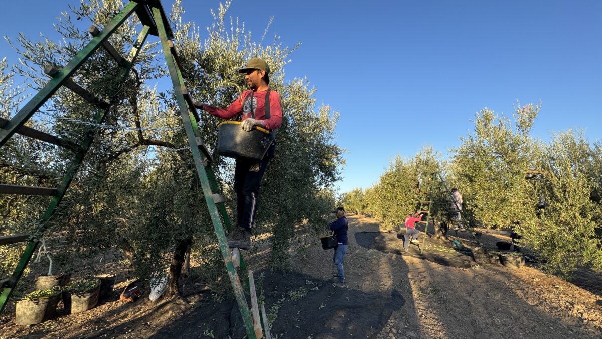 La cuadrilla que trabaja en el pago de Los Pozos la forman cinco bancos con trabajadores migrantes - Carmen González
