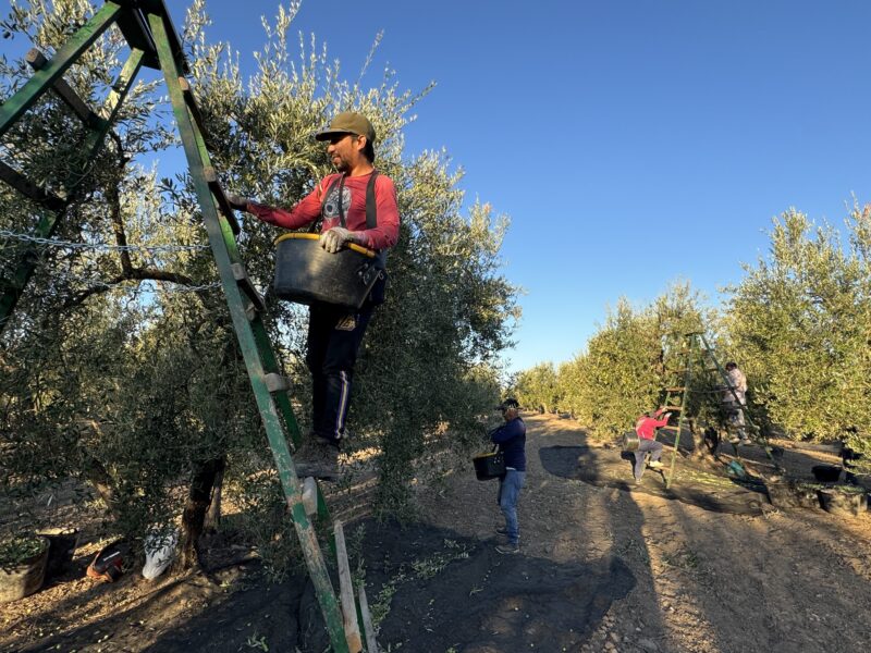 La cuadrilla que trabaja en el pago de Los Pozos la forman cinco bancos con trabajadores migrantes - Carmen González