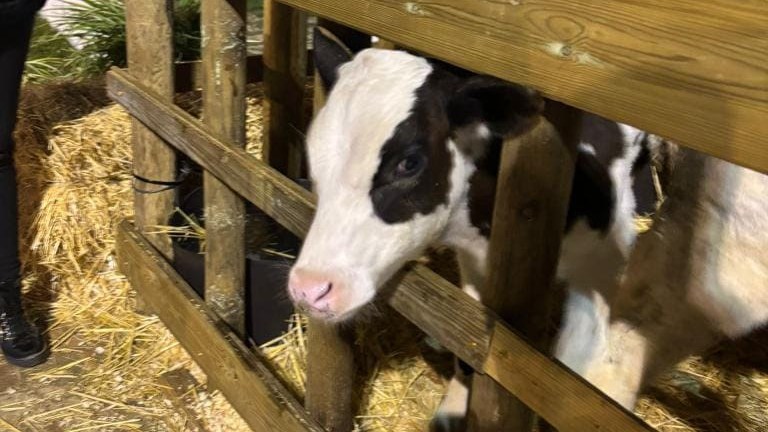 Pacma denuncia el uso de animales en el mercado medieval de Gines