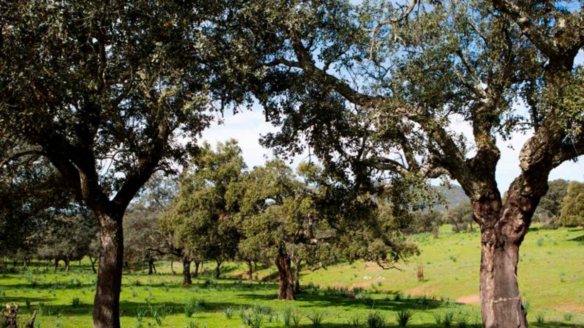El gran tesoro natural del norte de Sevilla: así es el Parque Natural Sierra Morena Sevillana